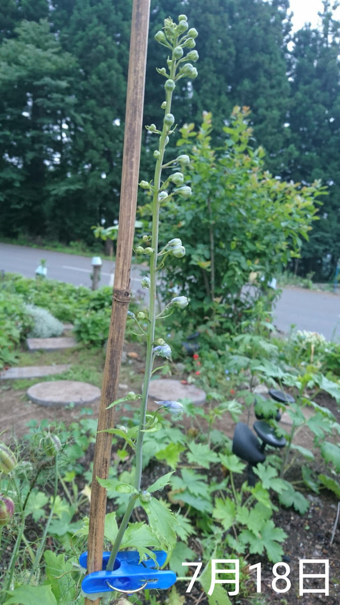 デルフィニウム 種まき 2019～ 折れた花穂が生きていた