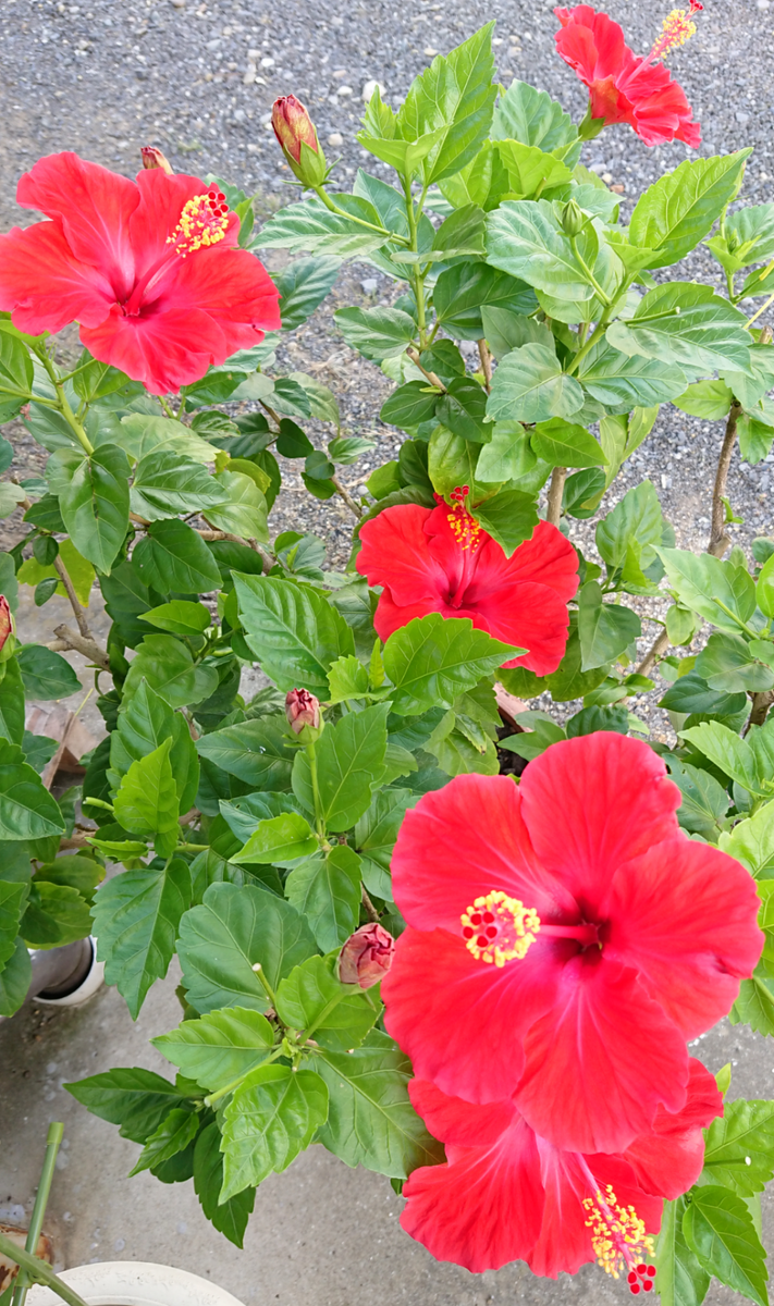 ３年目突入❗鉢植えハイビスカス🌺 梅雨も明けて🎵夏へ❗