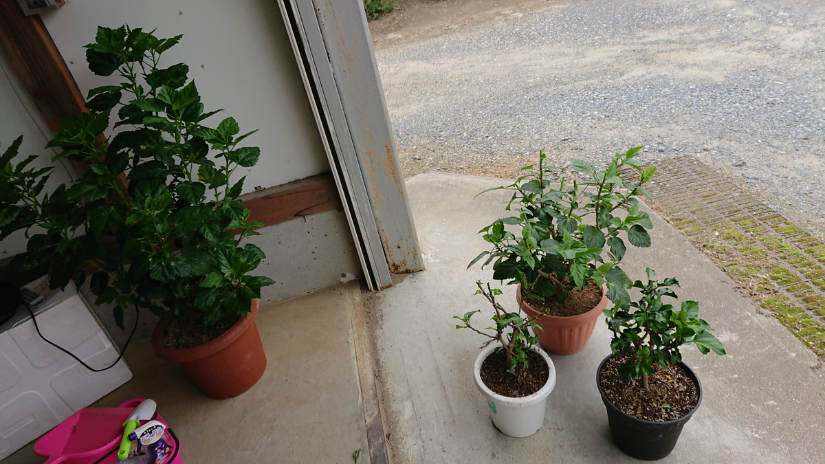 ３年目突入❗鉢植えハイビスカス🌺 剪定開始🌿