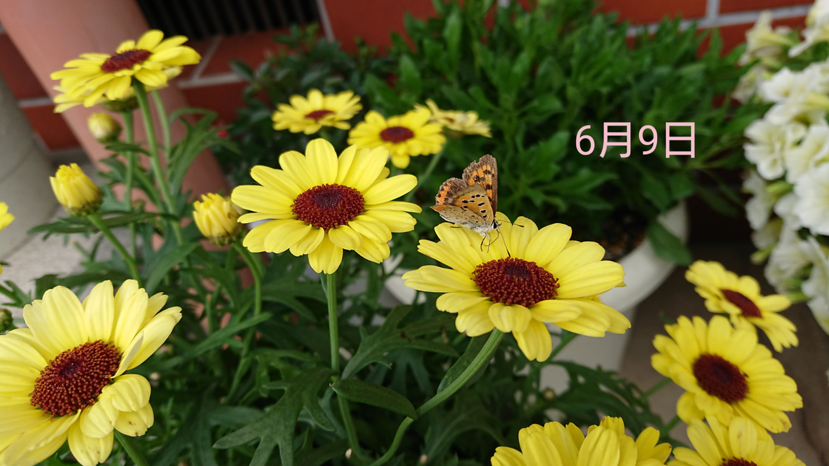 マックスマムの大開花にチャレンジ🌼❗ シジミ蝶さん🦋こんにちは☺️