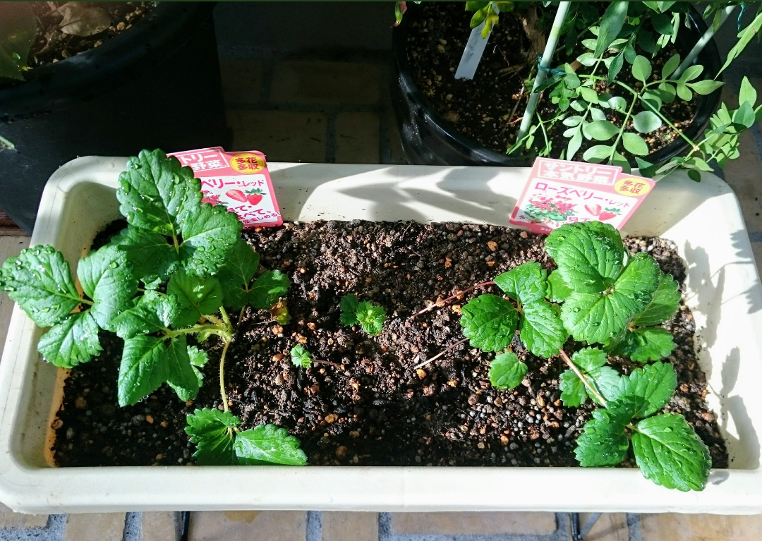 お花を楽しみつつイチゴをたくさん食べたい 植え付け