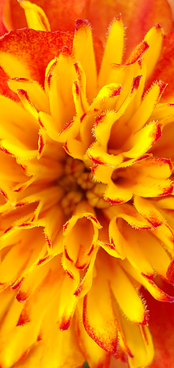  シックな赤よ再び ！  昨年の花種からの花チャレンジ はまってしまった😆