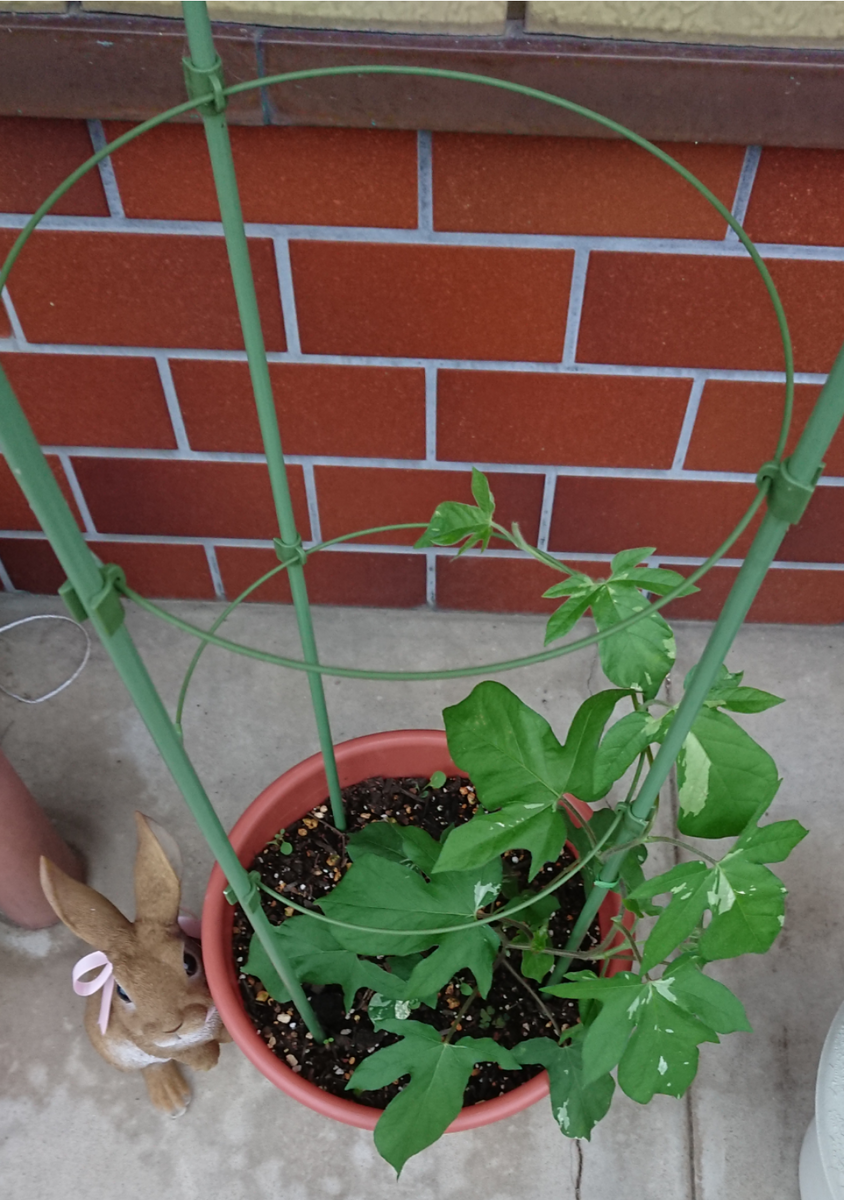 朝顔でグリーンカーテンにチャレンジ💠✨ 上から🌱❤️