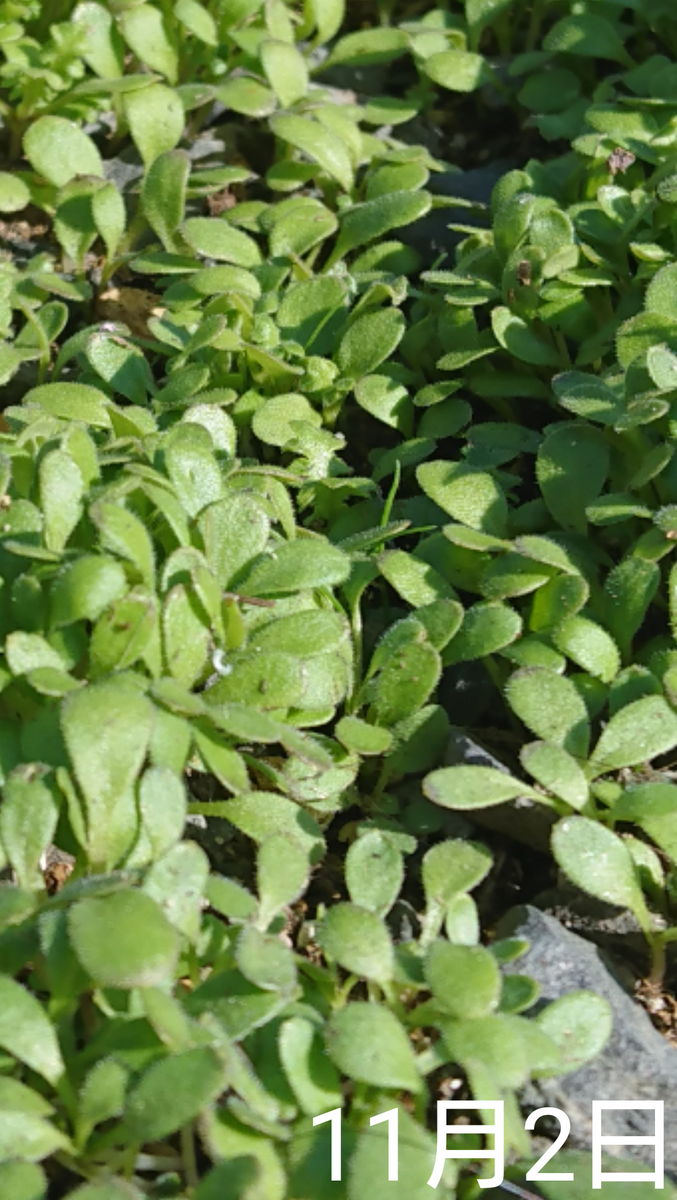 ②ネモフィラ4種類 春まき2019 こぼれ🌱最近になって一気に発芽