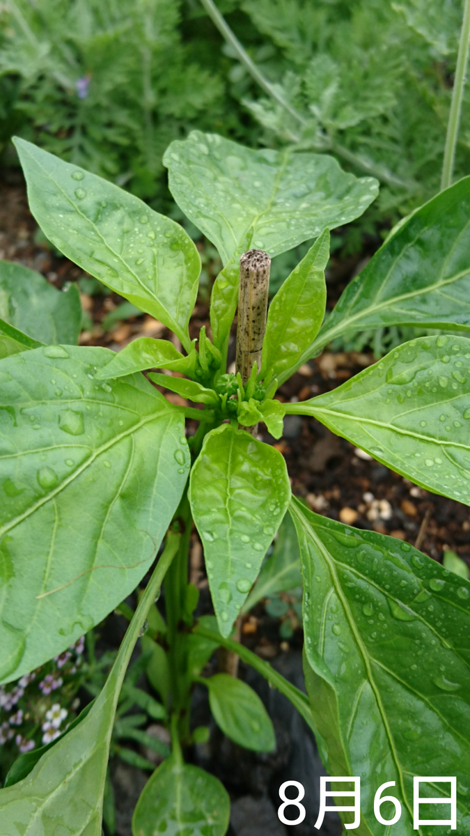 ①ししとう 種から2019初夏まき 花壇に勝手に生えた方🌱