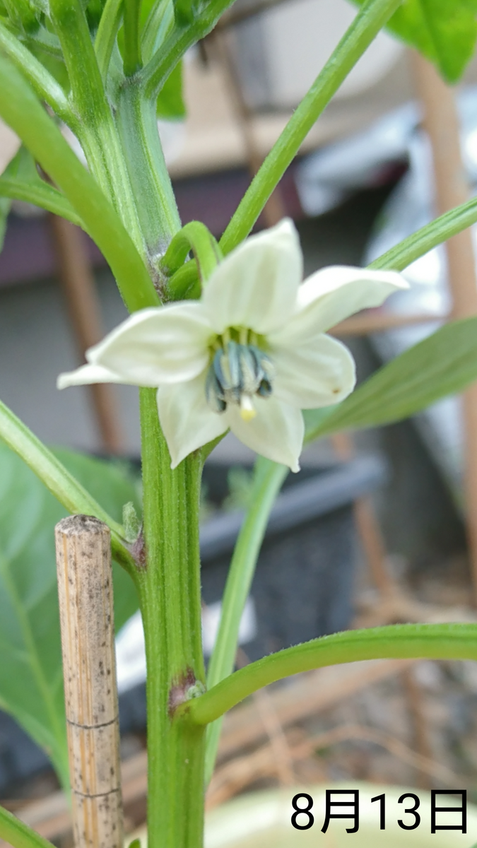 ①ししとう 種から2019初夏まき 最初の花が咲く