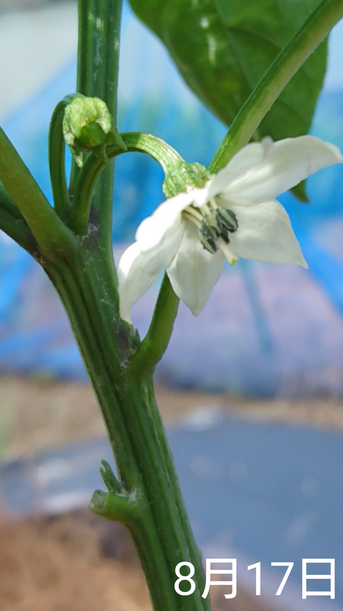 ①ししとう 種から2019初夏まき 4ししとうに増える🌱