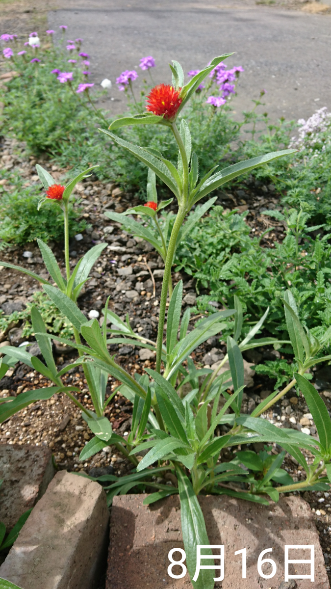 ①4色の千日紅 種から2019初夏まき 花壇に植えてから1ヵ月経過