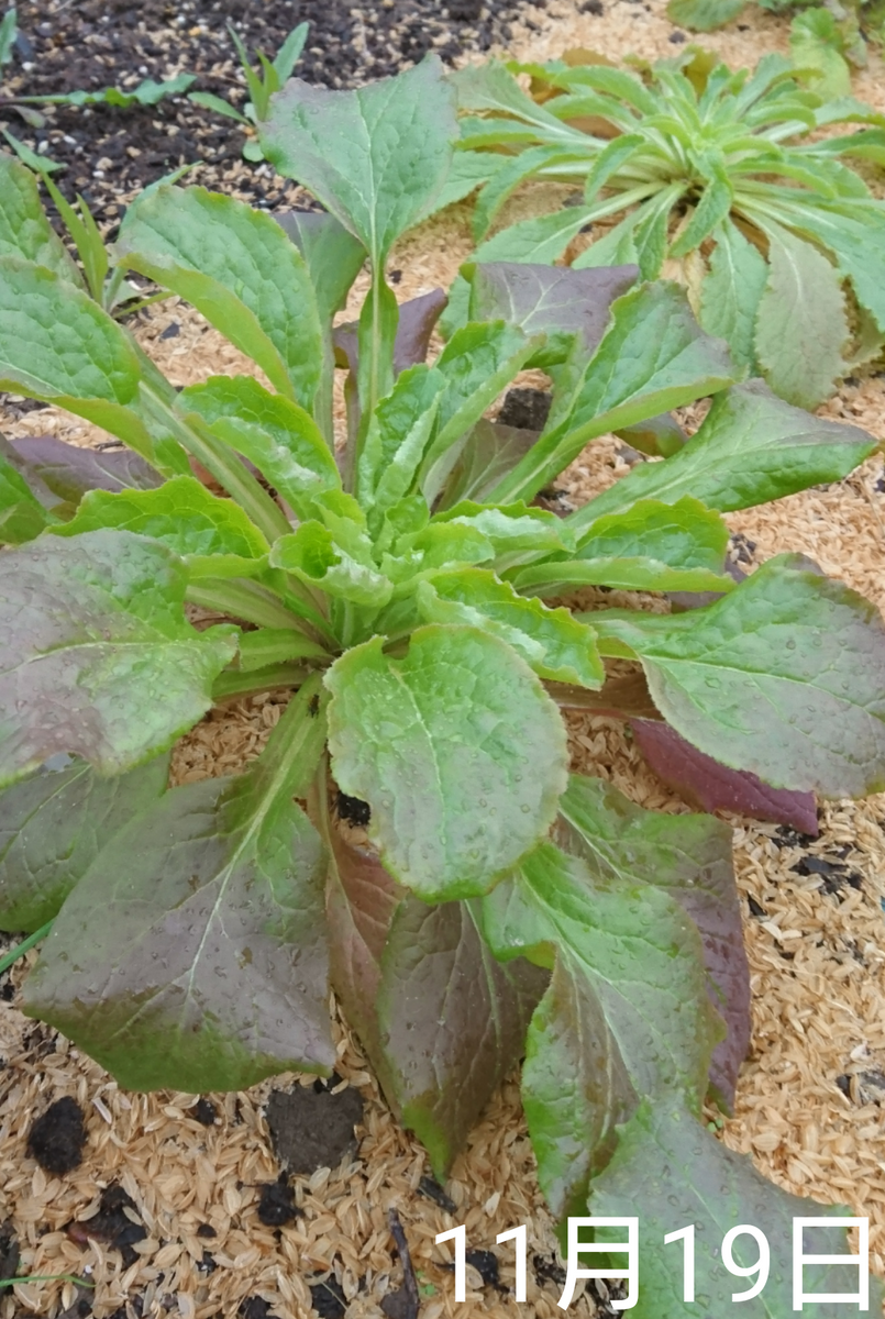 ①カンパニュラ2年草  2019春まき 自宅花壇組