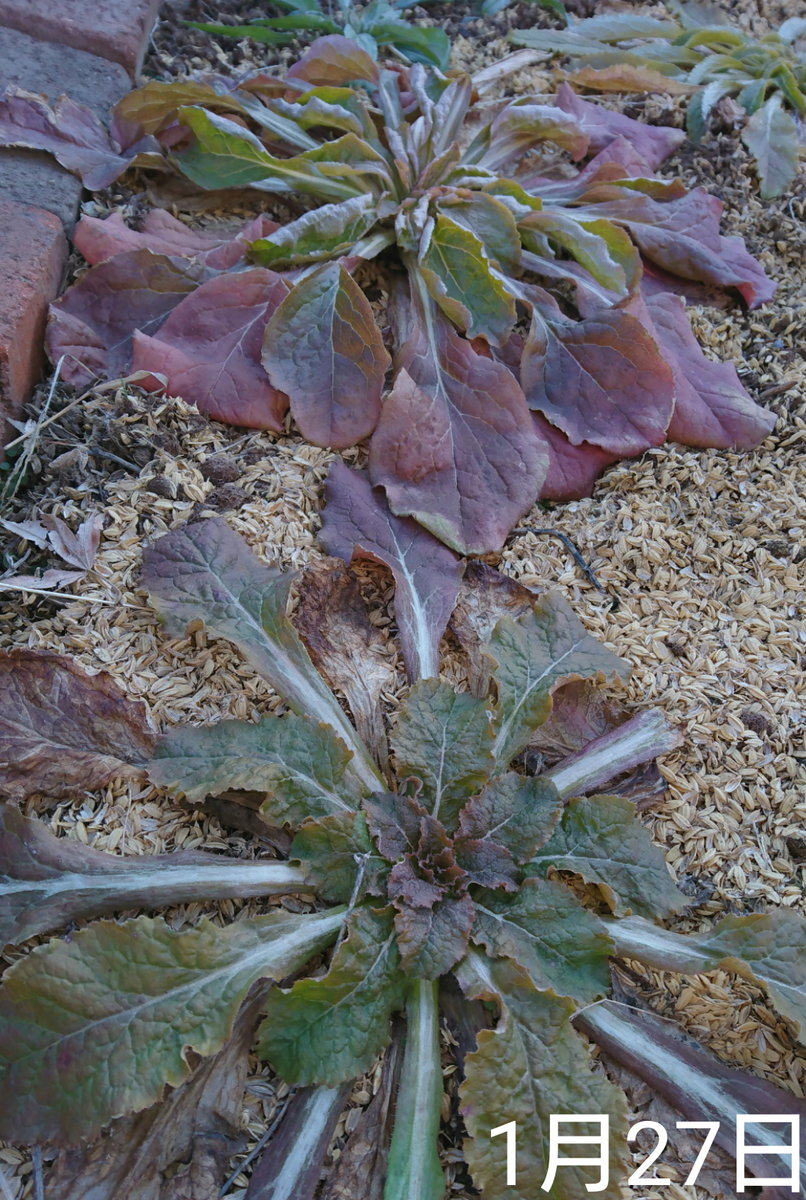 ①カンパニュラ2年草  2019春まき 我が家の花壇 3株になる