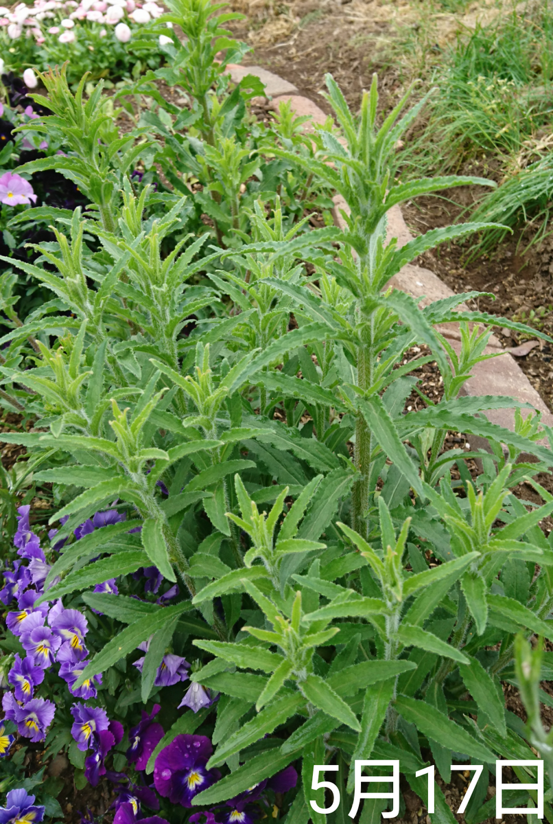 ①カンパニュラ2年草  2019春まき 茎がどんどん伸びる