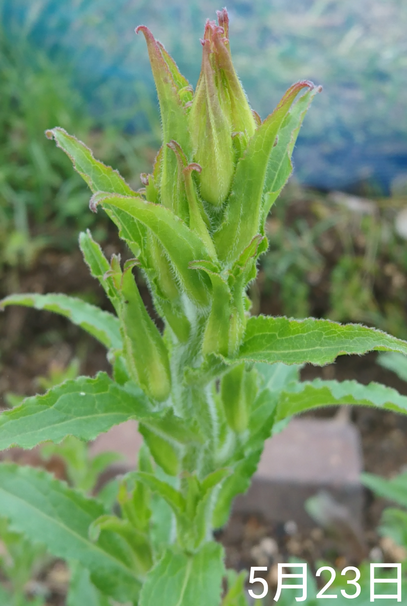 ①カンパニュラ2年草  2019春まき 伸びた茎の先端部分