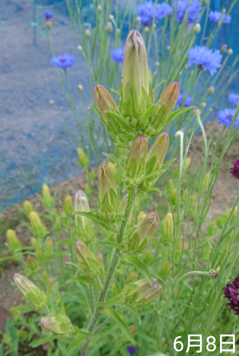 ①カンパニュラ2年草  2019春まき 開花を待つ日々🌼我が家の3株