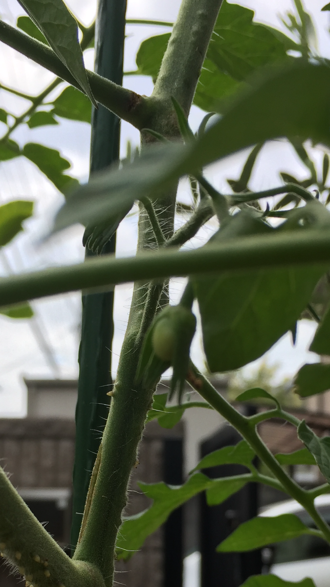 初めての秋トマト🍅〜秋に収穫出来るミニトマト〜 20190825