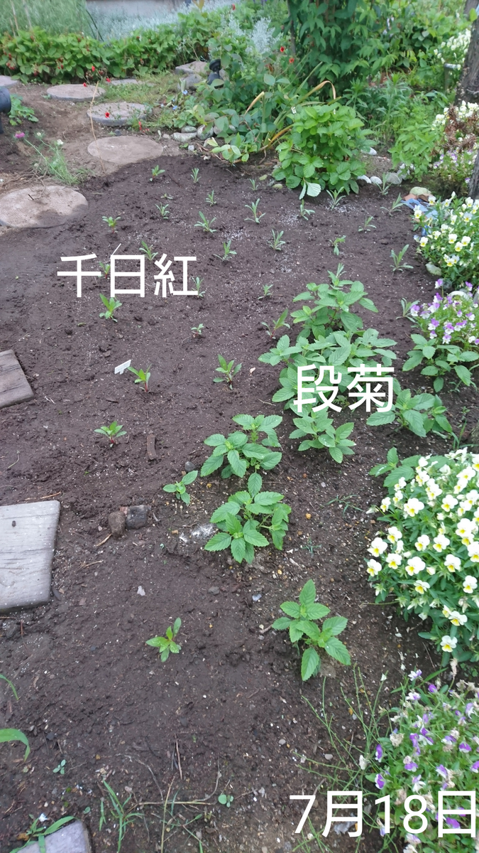 ②4色の千日紅 種から2019初夏〜 友人宅 定植した日の写真をおさらい