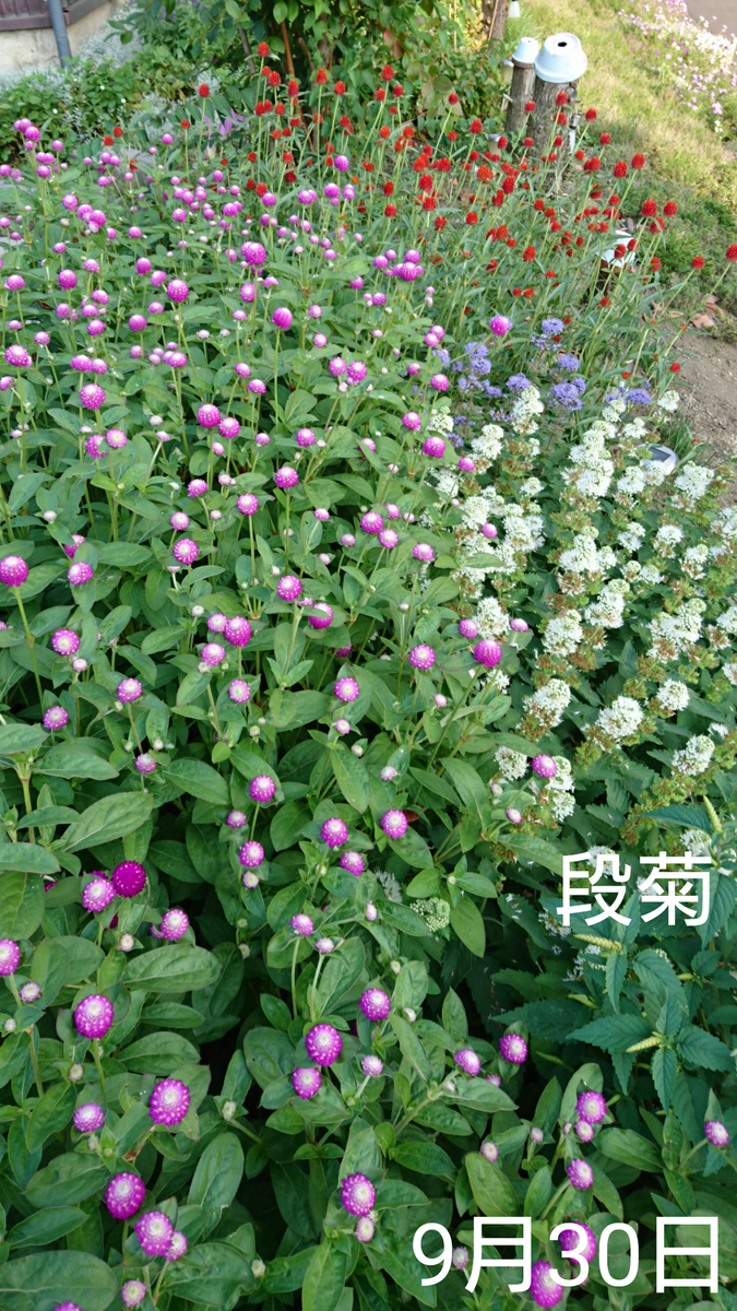 ②4色の千日紅 種から2019初夏〜 友人宅