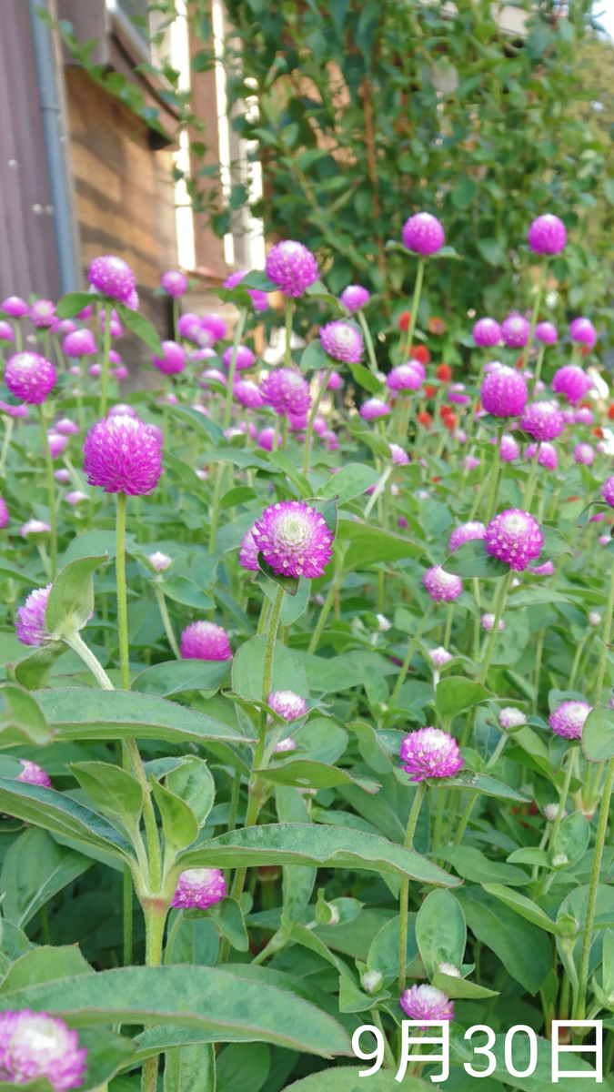 ②4色の千日紅 種から2019初夏〜 友人宅