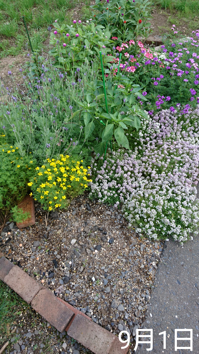 ①ネモフィラ2色とリムナンテス🌱こぼれ種の観察 2019秋〜 撤去後の花壇