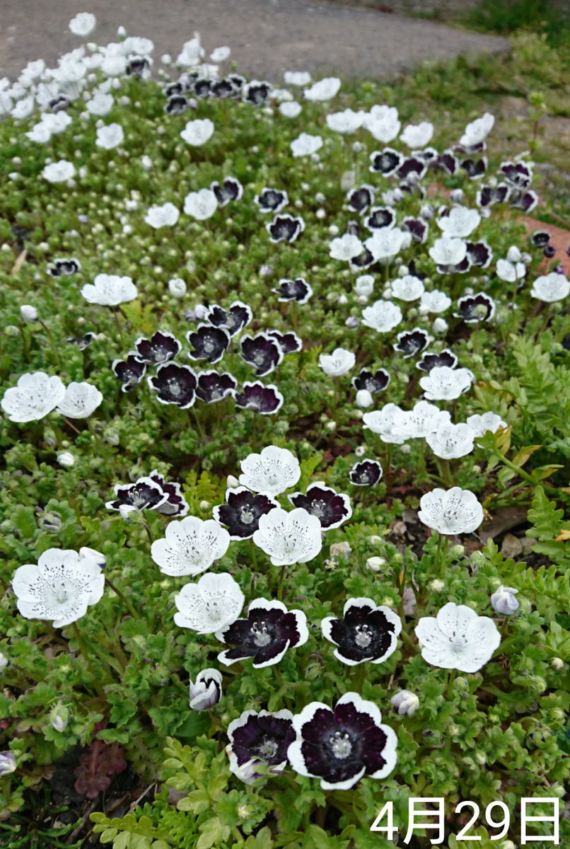 ①ネモフィラ2色とリムナンテス🌱こぼれ種の観察 2019秋〜 雨でも元気