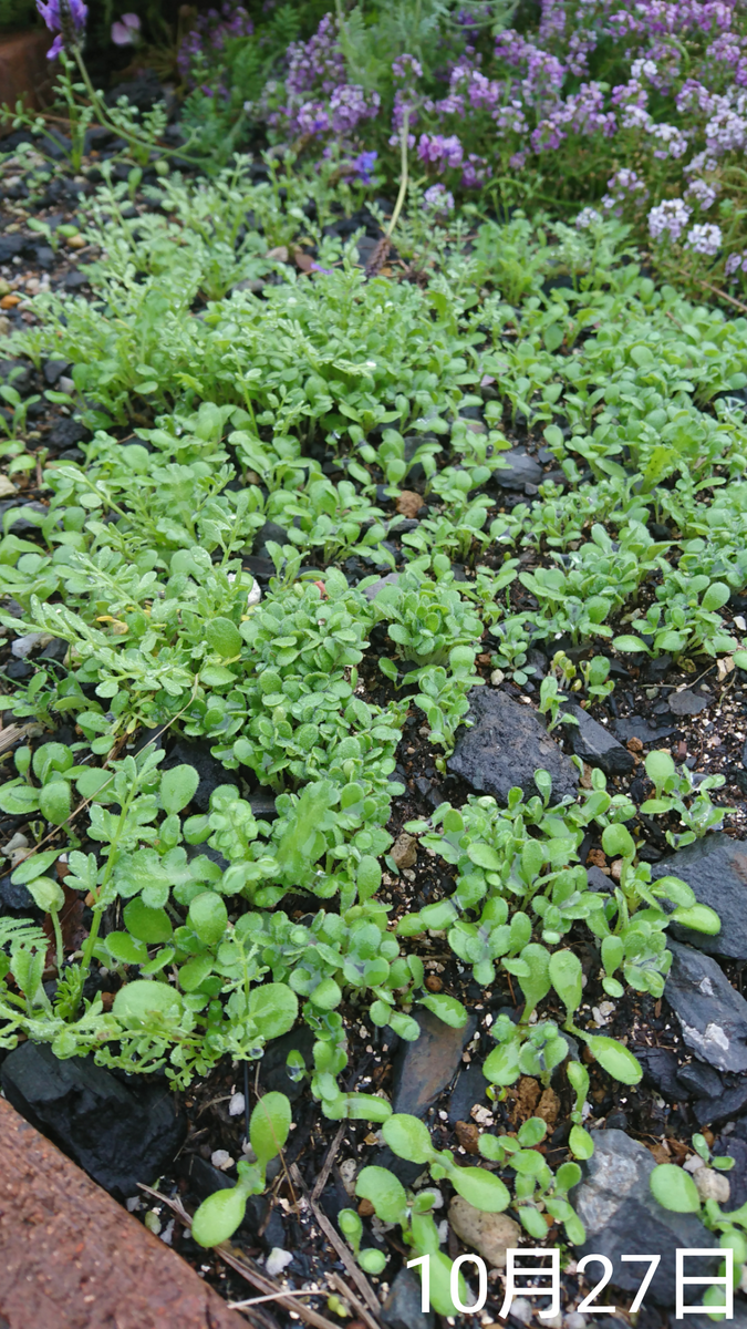 ①ネモフィラ2色とリムナンテス🌱こぼれ種の観察 2019秋〜 近づいて撮る