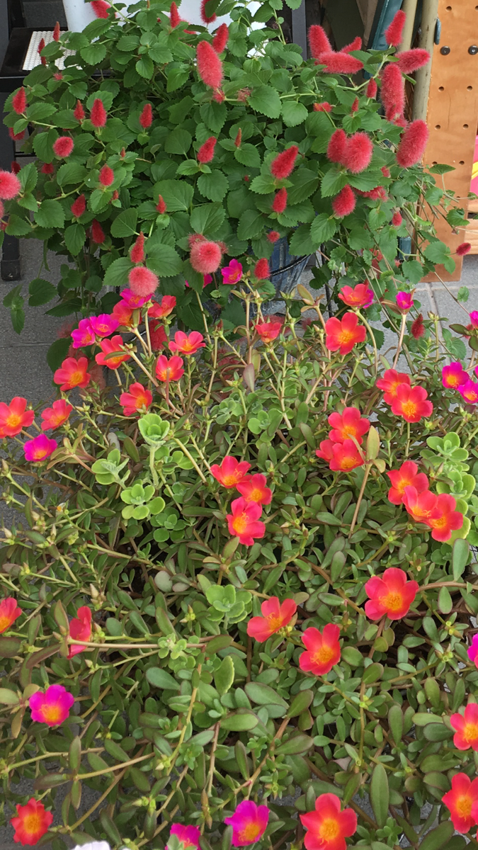 夏の花　冬越し　2019年 ポーチュラカ