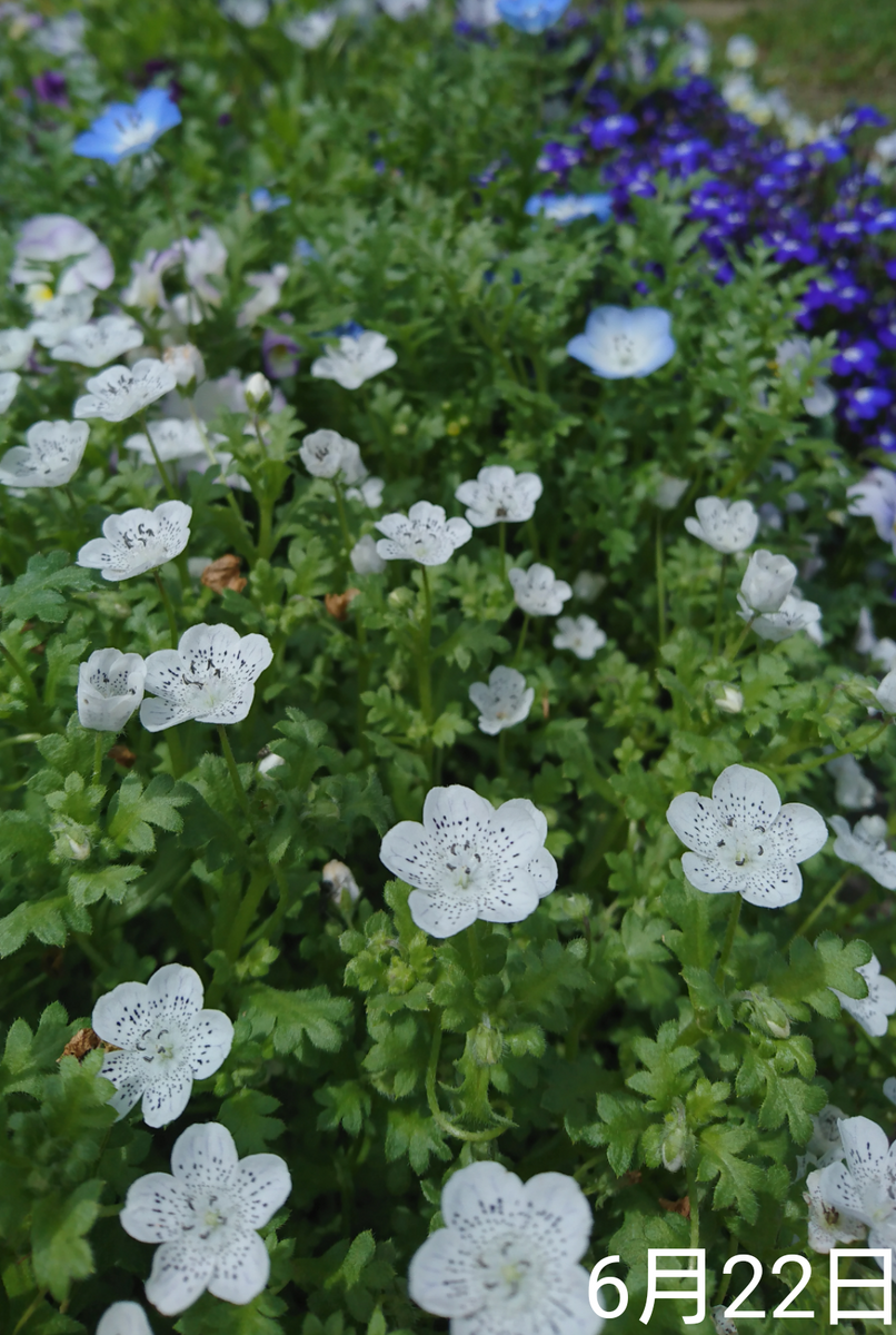 ②ネモフィラ2色とリムナンテス🌱こぼれ種の観察 2019秋～ 番外編・今咲いているこぼれ