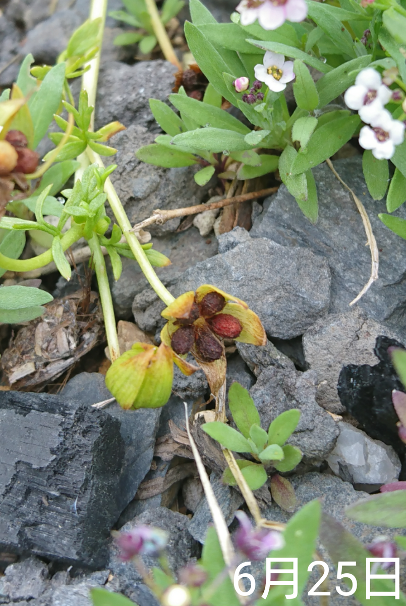 ②ネモフィラ2色とリムナンテス🌱こぼれ種の観察 2019秋～ リムナンテスの種