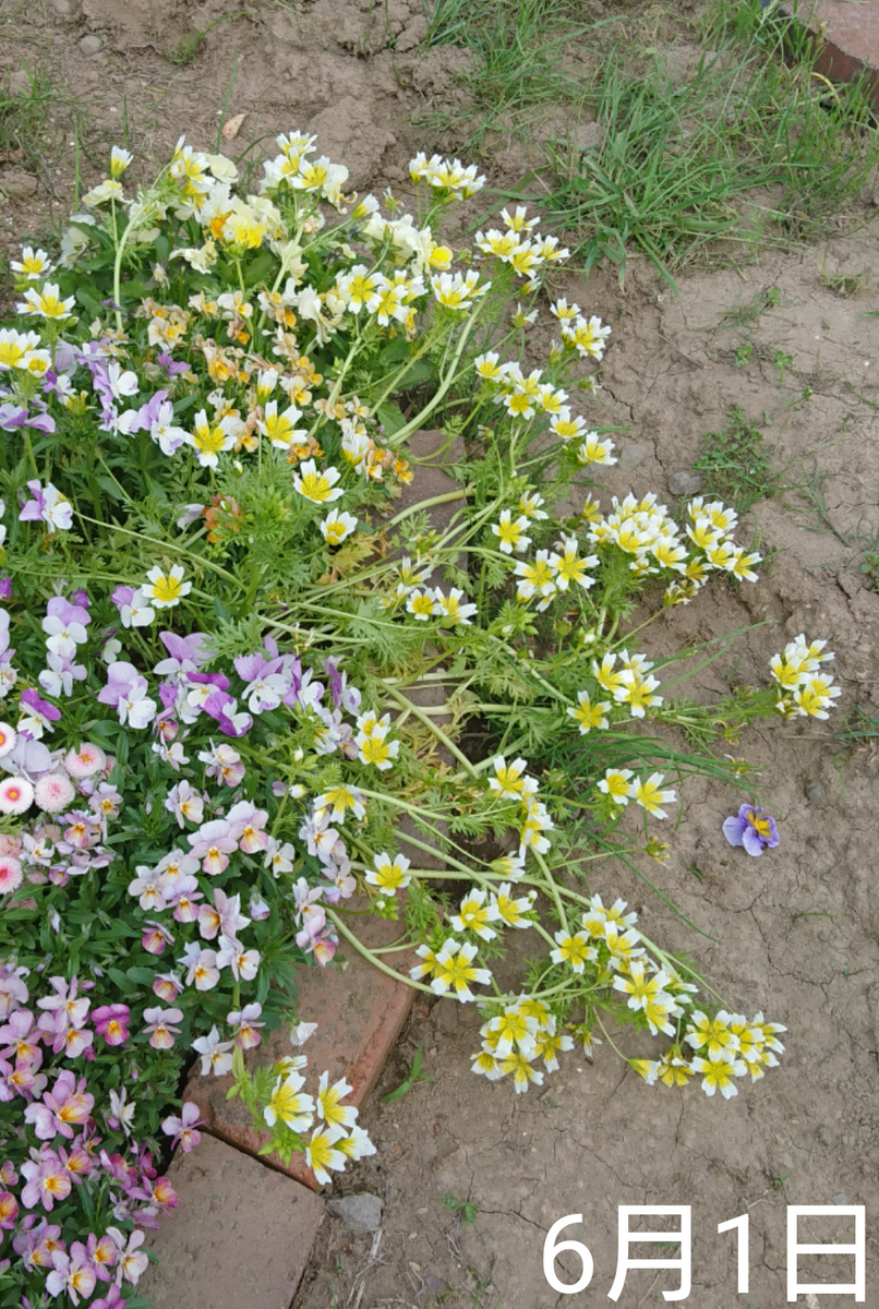 ②ネモフィラ2色とリムナンテス🌱こぼれ種の観察 2019秋～ 別花壇でタコ踊り中