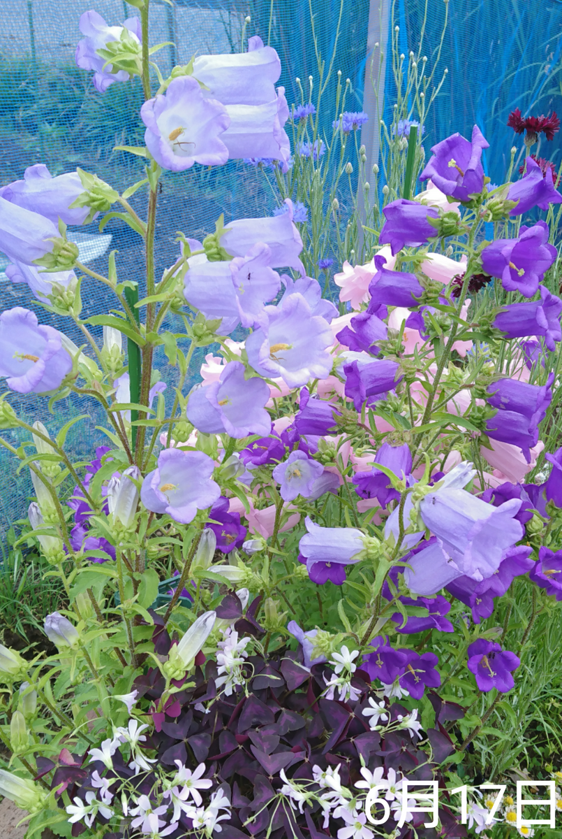 ②カンパニュラ2年草 2019春まき 雨風に弱かった