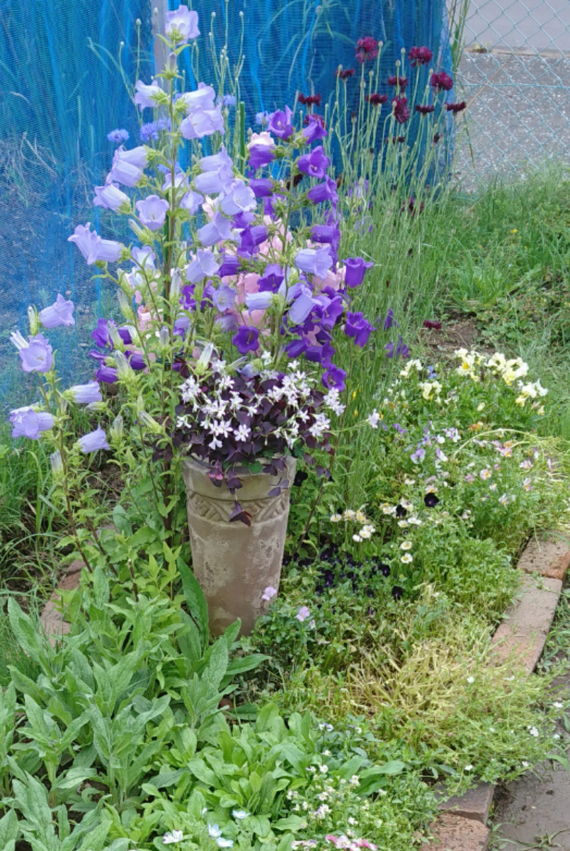 ②カンパニュラ2年草 2019春まき 花壇