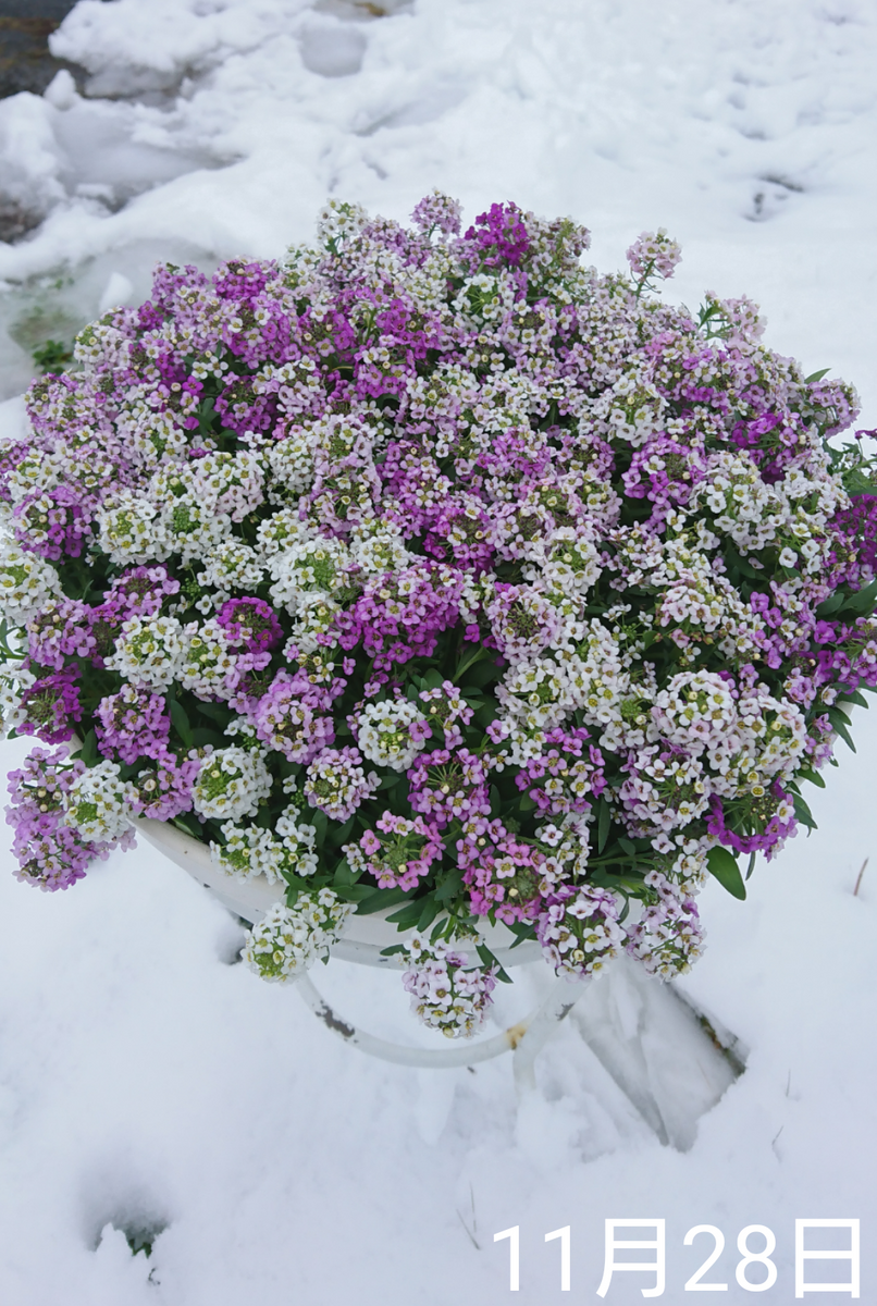 ①お気に入りのスイートアリッサムを増やしていく 2020.夏～ 雪が降っても🌼満開