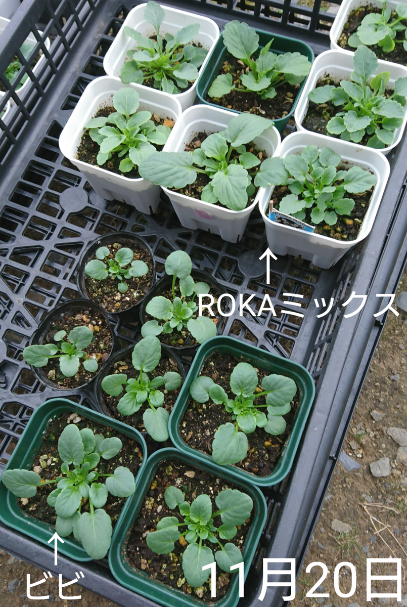 ①ROKAさんビオラなど 2020 夏まき 今回の発芽率・結果