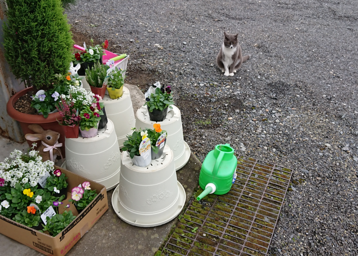 🌸鬼滅の刃🌸＊華麗なる園芸編＊ 今回は何を植えるの❓🐈✨