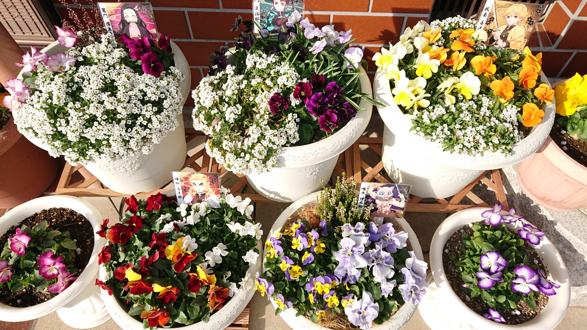 🌸鬼滅の刃🌸＊華麗なる園芸編＊ ーーーー 翌    朝 ーーーーー