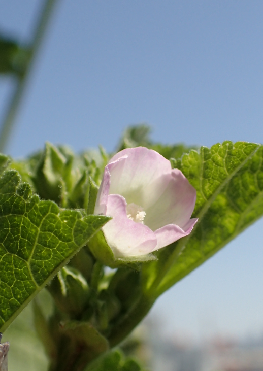 オカノリを、種から育ててみる 花が咲きました。