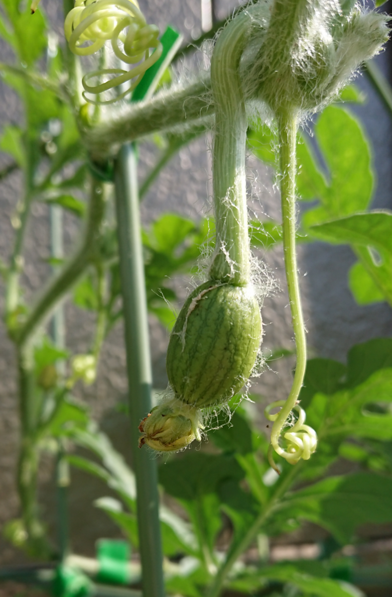 スイカを種から育てる🍉 受粉から2日後・・・