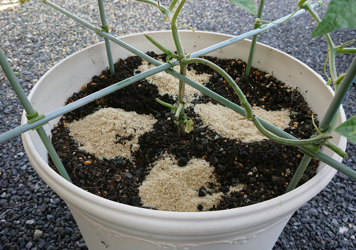 スイカを種から育てる🍉 ヌカを投入❗