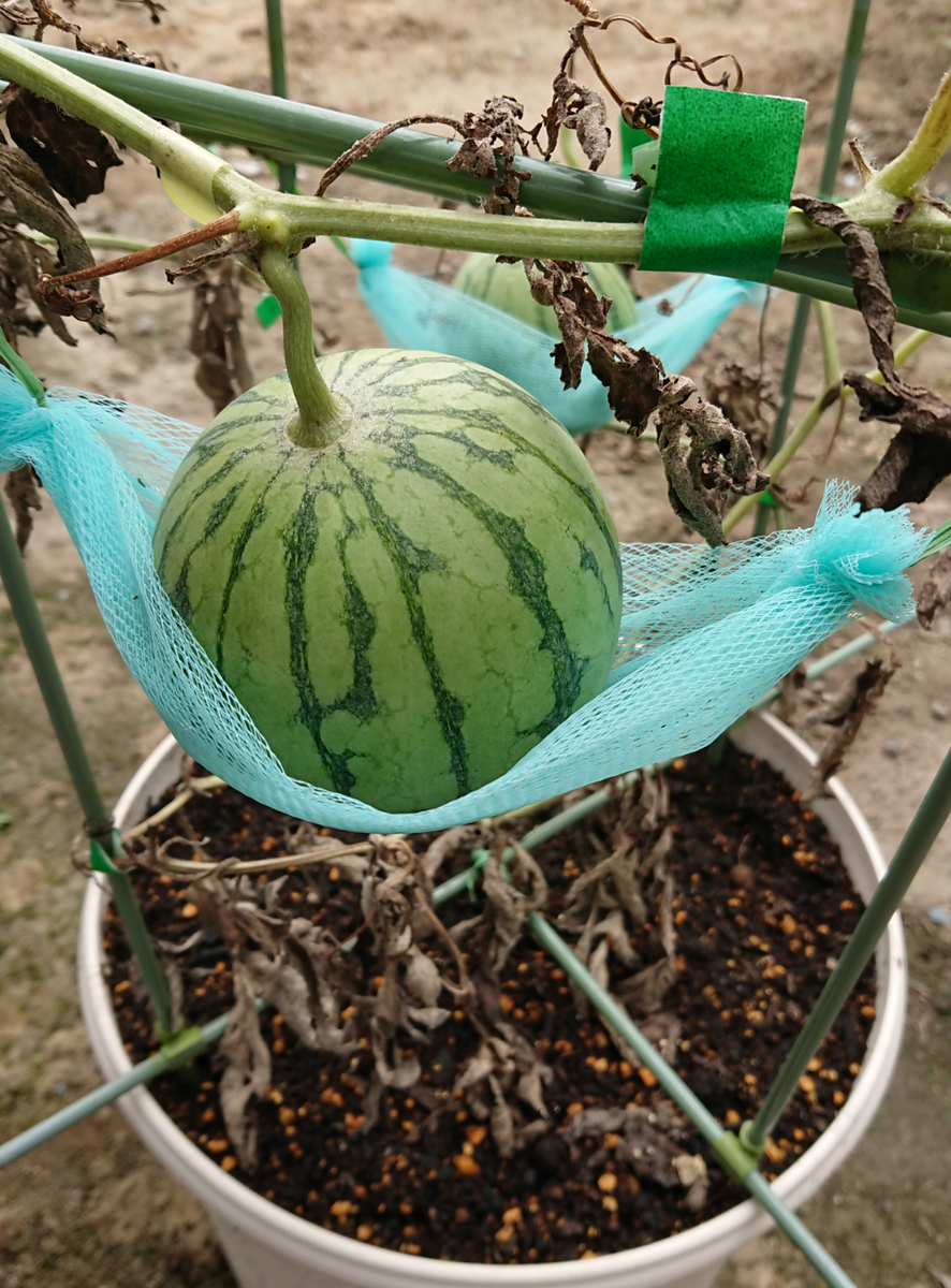 スイカを種から育てる🍉 ハダニの被害(*_*❗❗