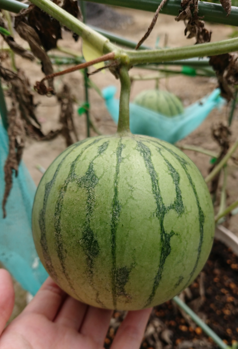 スイカを種から育てる🍉 どぉしたものか・・・