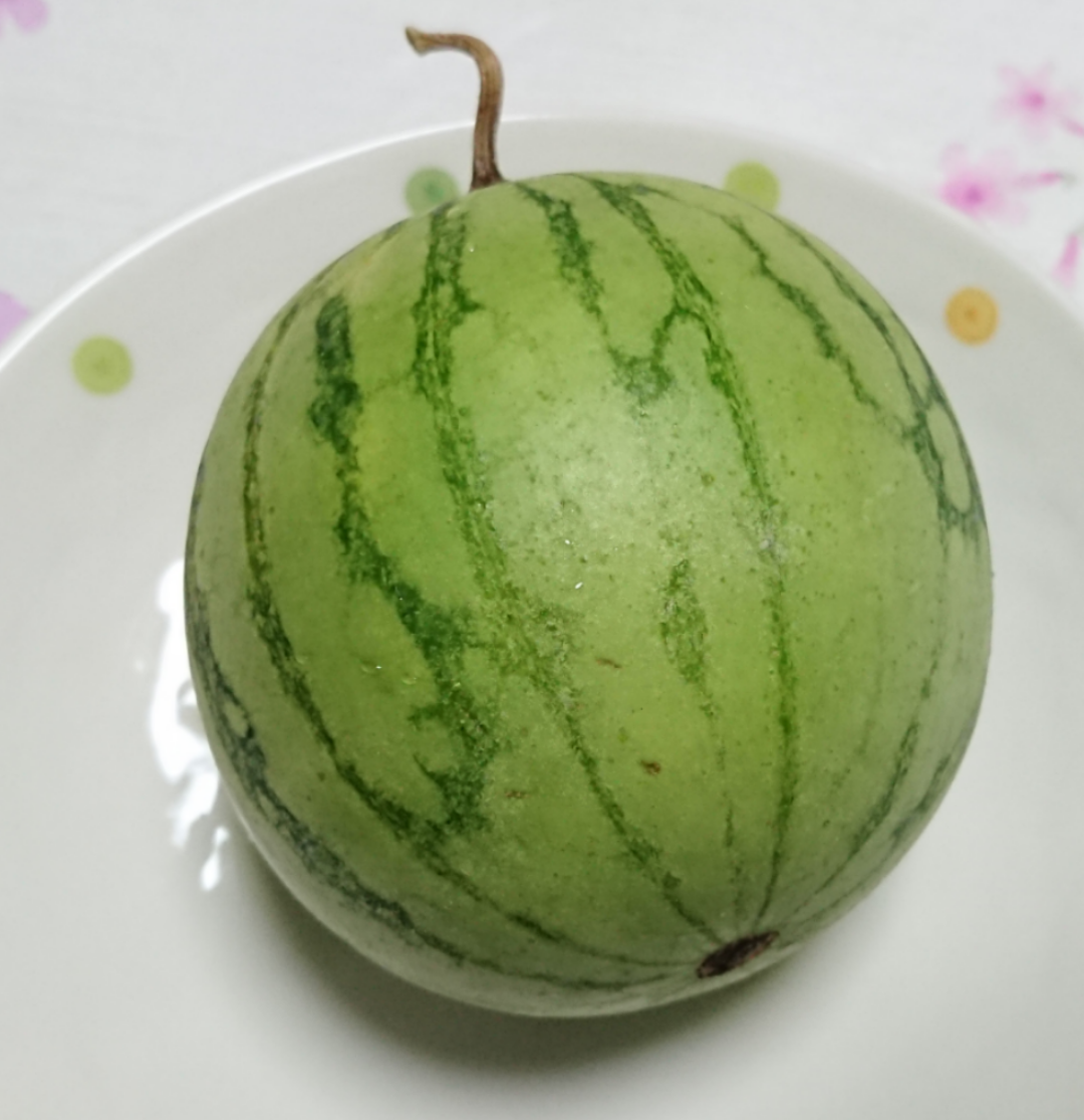 スイカを種から育てる🍉 切るの( ・∇・)！？笑)