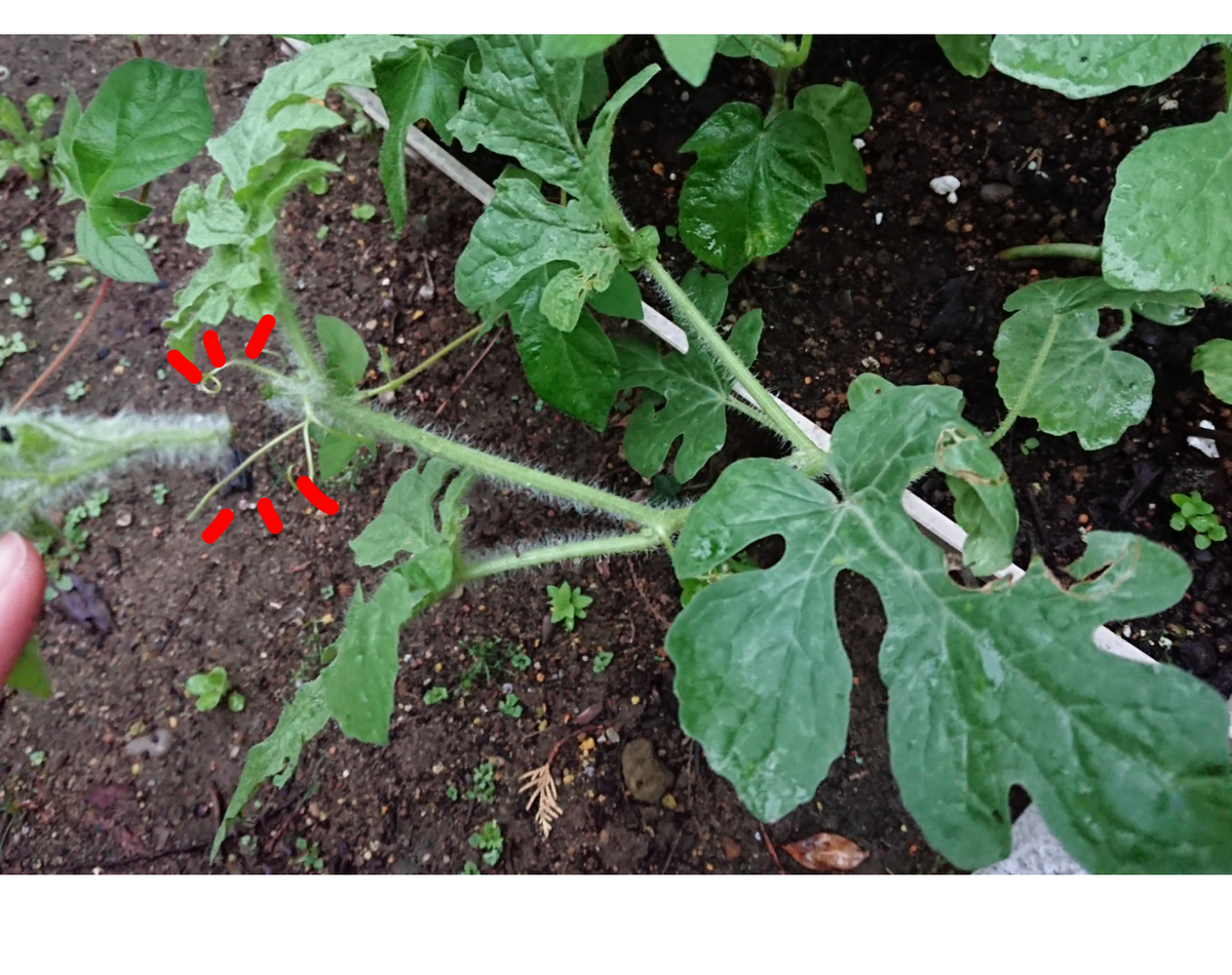 スイカを種から育てる🍉 親ツルの摘芯✂️