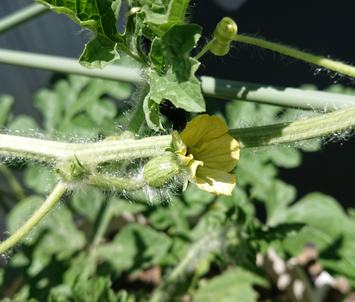 スイカを種から育てる🍉 雌花♀️開花🏵️✨