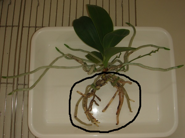 胡蝶蘭ふやし放題？（Phal. pulchra） 植替えで掘り出した親株