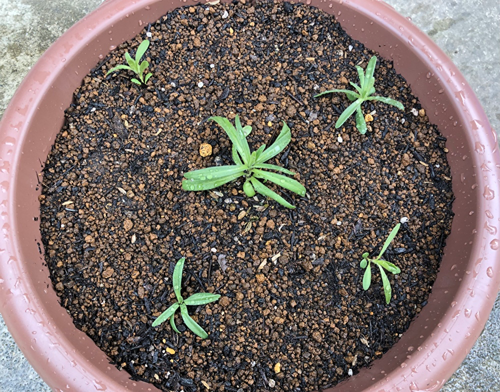 初心者が🔰種から育てる かすみ草 植え替え