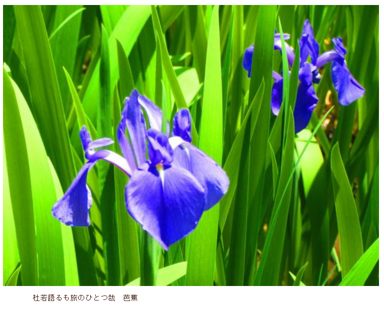 伝統植物　燕子花を育てる