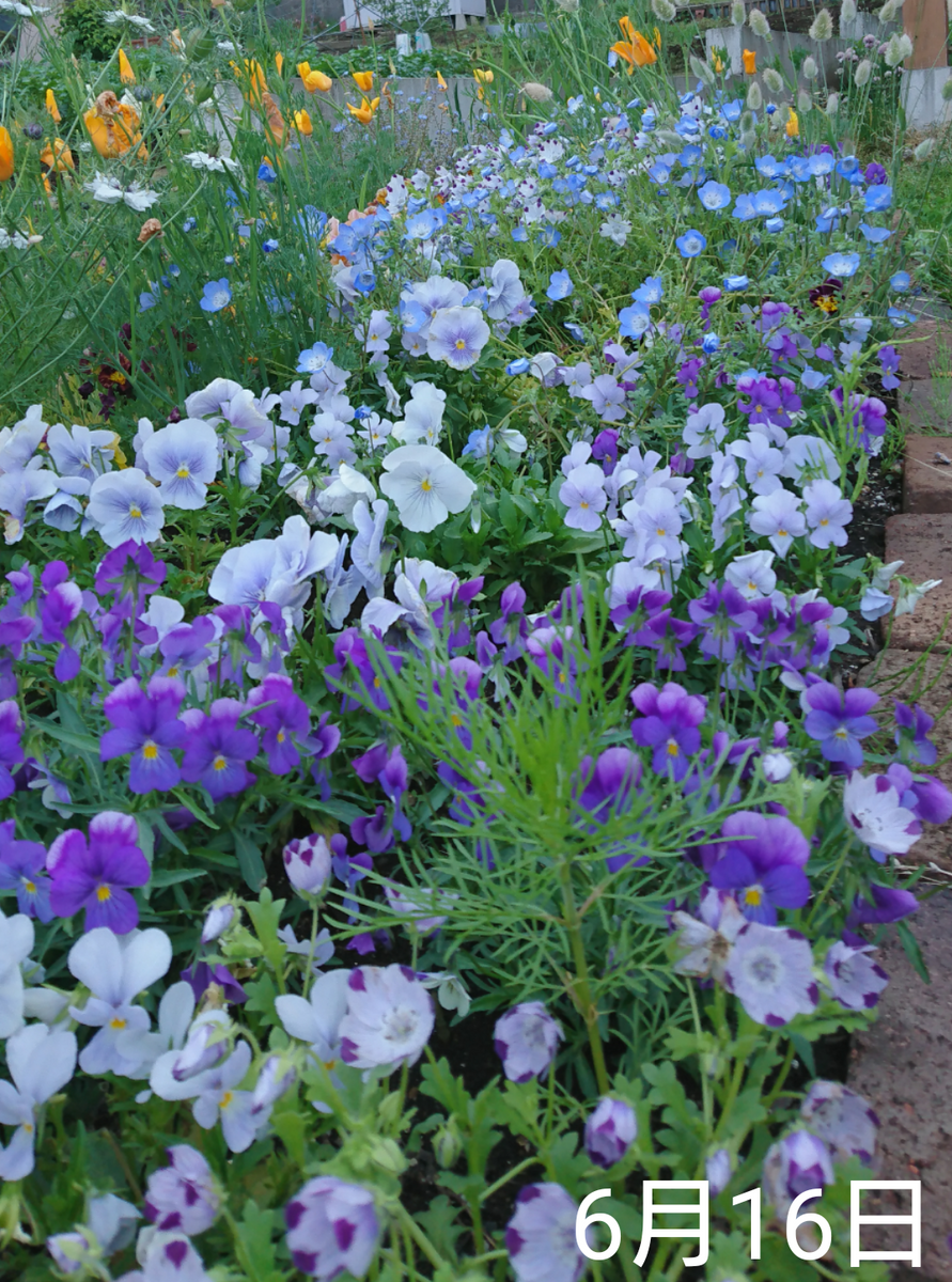 ビオラ 種から 夏まき 🌼まとめ🌼