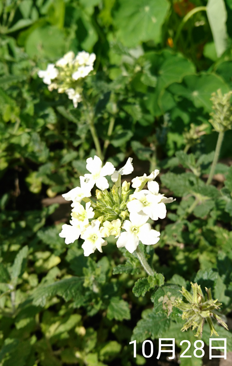 ①バーベナ 種から リベンジ中    10月28日   見納め🌼