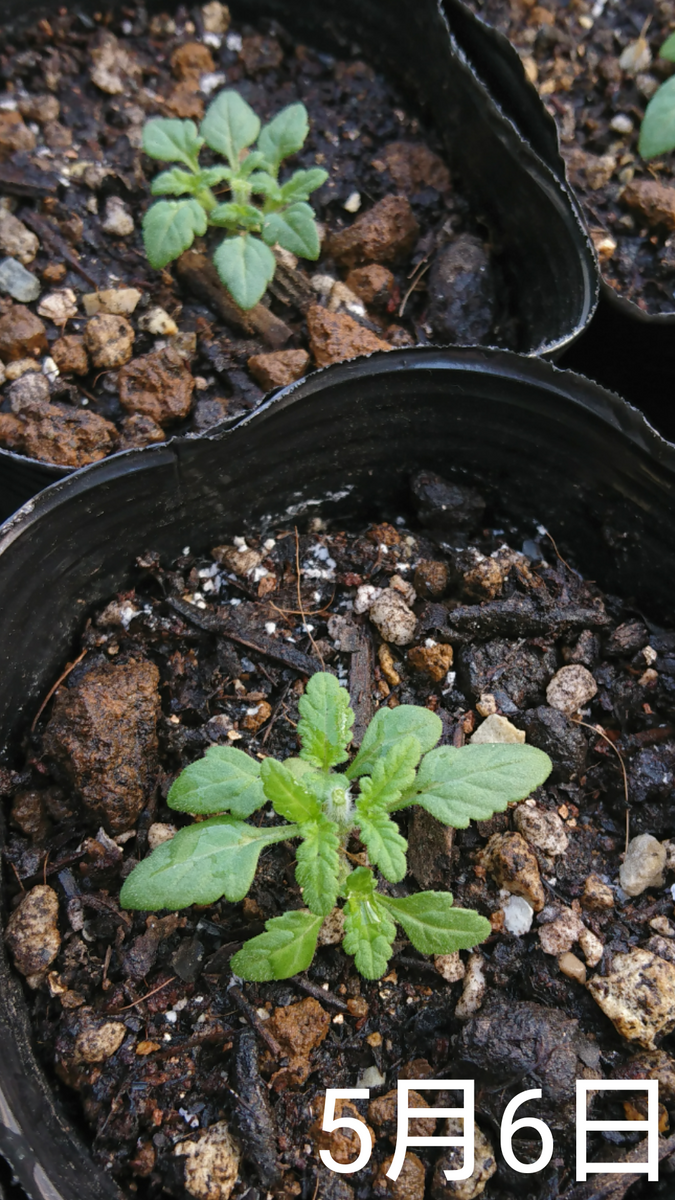 ①バーベナ 種から リベンジ中 摘芯する✂