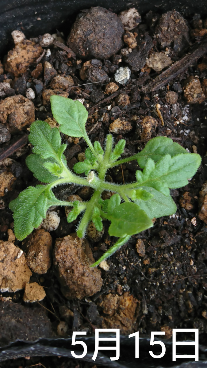 ①バーベナ 種から リベンジ中 2回目の摘芯✂