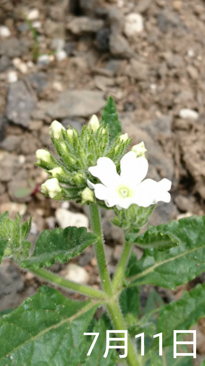 ①バーベナ 種から リベンジ中 開花第1号